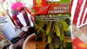 Огурцы "ВЕСЁЛЫЕ ГНОМИКИ". Посев Семян на Рассаду для Теплицы. 9 апреля 2021г.