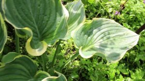 Хосты Сага и Эмпресс Ву