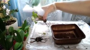 ПЕРЕСАДКА с полной заменой грунта моих ЦИКЛАМЕНОВ -СТАРИЧКОВ.