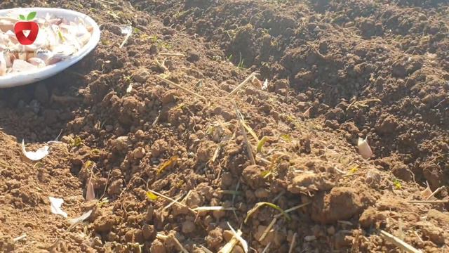 Šta je potrebno za dobar urod bijelog luka смотреть онлайн