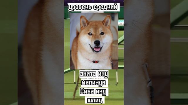 🐶угадай породу собаки, сколько ты смог отгадать?💗