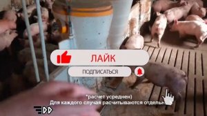 Свиноферма как бизнес.Доход от 400 тыс/мес. Бизнес идея