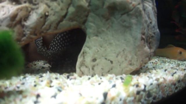 Домашний аквариум смотреть онлайн