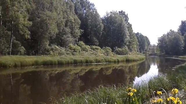 р.петлянка