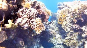 Снорклинг на подводном рифе отеля Фараана риф, город Шарм-Эль-Шейх (Египет).