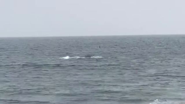 Стая акул в Пластуне .Приморский край . смотреть онлайн