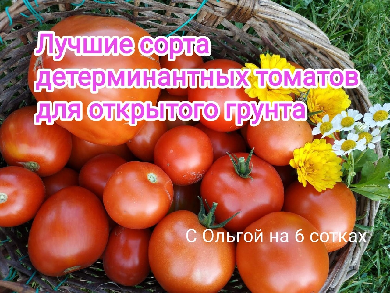 Лучшие сорта и гибриды томатов (помидоров) для открытого грунта._The best varieties of tomatoes.mp4