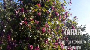 Клематис Пурпуреа Плена Элеганс (Clematis Purpurea Plena Elegans)/ Рецепты хорошего настроения