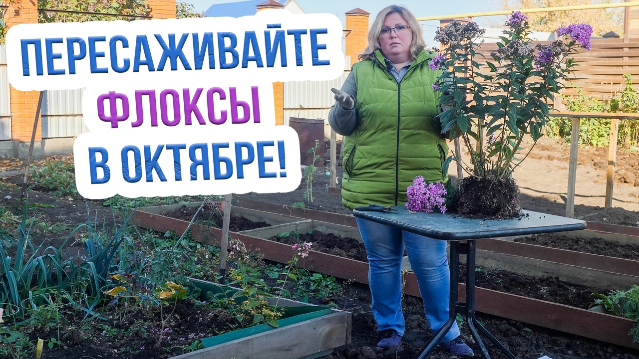 Пересадка флоксов осенью - ЧТО НУЖНО ЗНАТЬ! Как пересадживать флоксы осенью?