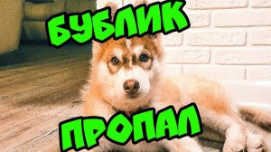 ПАПА СКАЗАЛ, ЧТО Я НИКОМУ НЕ НУЖЕН! Хаски Бублик. Говорящая собака