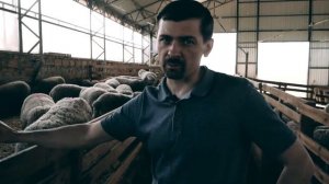 Как часто окот у овец породы Лакон (Lacaune)