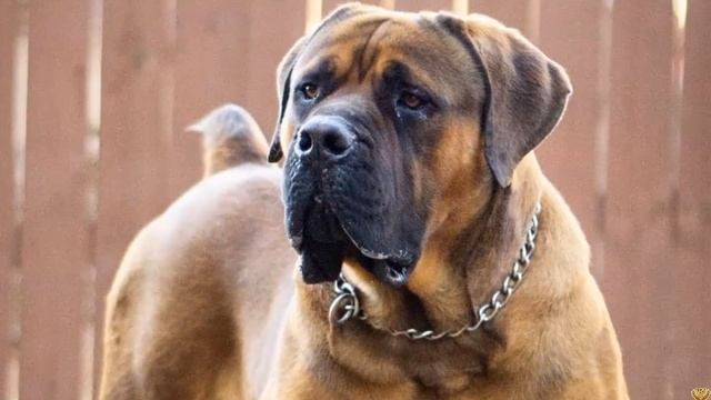 ЭТА ОПАСНАЯ ПОРОДА ПОД ЗАПРЕТОМ ВО МНОГИХ СТРАНАХ МИРА - БУРБУЛЬ смотреть онлайн