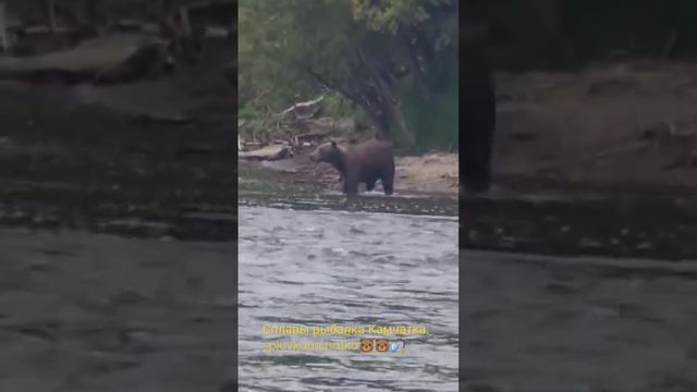 Медведь ловит рыбу Камчатка.