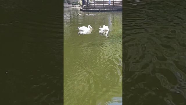 Парк Аксакова Уфа смотреть онлайн