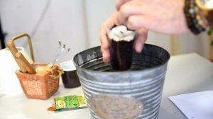 Посев петрушки на ватных дисках эксперимент от Суперсадовника