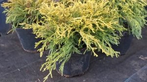 Кипарисовик горохоплодный Санголд (Sungold)