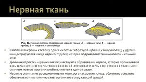 Биология 7 класс. Урок 6