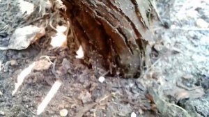 Прививка винограда. Прививка на чёрную голову или зелёная, у какой лучше срастание тканей.