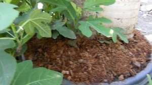 Инжир в контейнере.