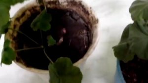 Герань , поливаем байкалом эм1, разница