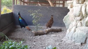 Гималайский монал                                    Himalayan monal lophophorus impejanus