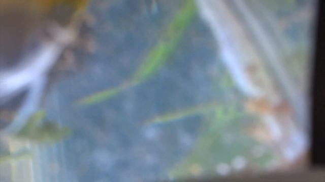 УФ лампа, ловушки для улиток и всякое новое на разводни... смотреть онлайн