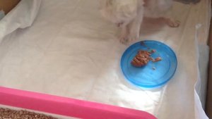 Приучаем котёнка к еде