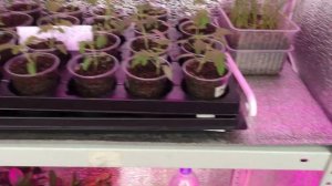 Наши стеллажи для рассады. Светоотражающие шторки» на магнитах.