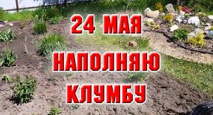 24 мая. Продолжаю наполнять новую клумбу