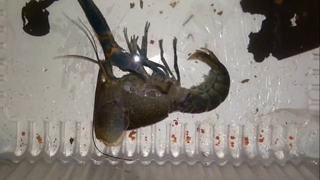 Австралийские раки. Болезнь и линька. смотреть онлайн