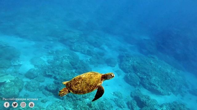 Лечебный шум моря, звуки прибоя...красивый морской релакс смотреть онлайн