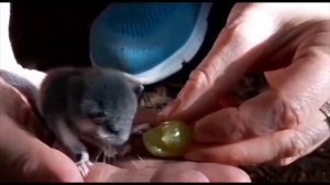 Интересная находка - лесная Соня. Abbiamo trovato ghiro della foresta.