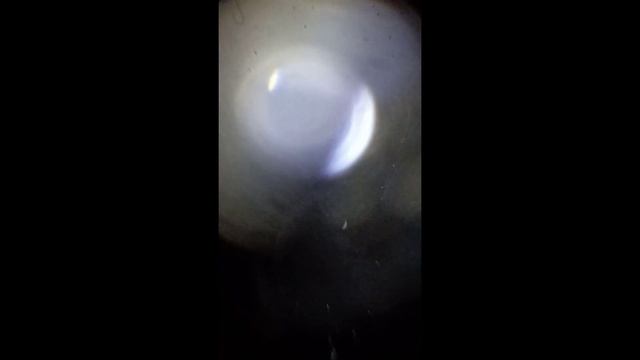 анализ воды под микроскопом: из-под крана, из фильтра и из кулера.