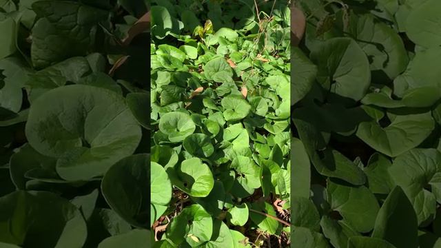 Wild ginger - a Kentucky native