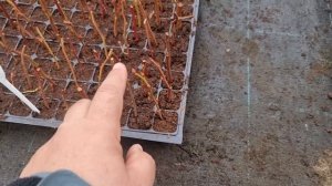 Тонкости укоренения черенков голубики. Какие использовать кассеты для укоренения голубики.