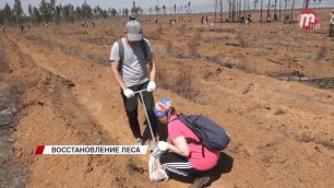 В Заиграевском районе высадили тысячи сеянцев сосны в рамках акции «Сад памяти»
