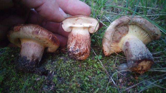 Krowiak podwinięty / Olszówka (Paxillus involutus) Jaworzno 05.06.2017 смотреть онлайн