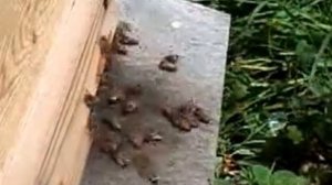 Пчелы Кавказской  серо горной породы в пасехе Ильгара