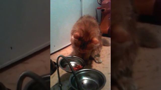 кот ест "руками"!) смотреть онлайн