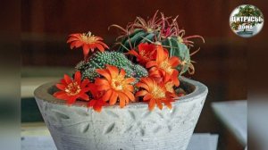 Кактусы уход в домашних условиях