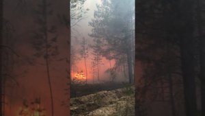 Лесной пожар, переход на верховой!