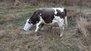 Почему у соседа растет бычок, а у меня нет?