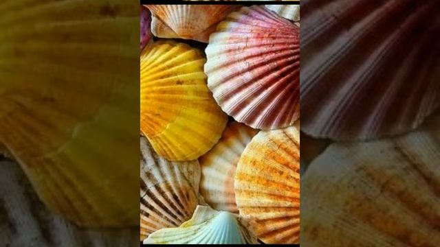 песня Ракушка смотреть онлайн