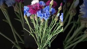 Махровые васильки из холодного фарфора