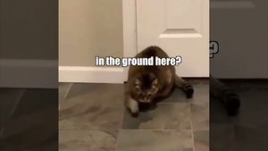Мысли котов