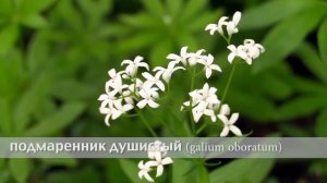 подмаренник душистый