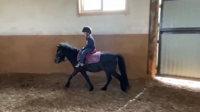 Sold Олимп шотландский пони смотреть онлайн