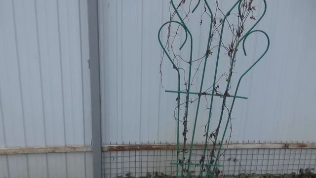 Дача Конец марта Обзор растений после снятия укрытий Хвойные Рододендроны Розы.Гортензии.Новые пион смотреть онлайн