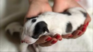 шокирующие новости. Фабрика клонов в Китае скоро будет клонировать людей!