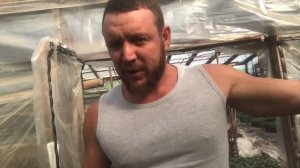 Выхожу на связь. Результат применения агростим, рассада помидор. Итоги по огурцу
